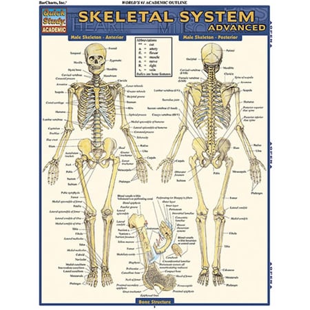 Barcharts Skeletal System - Advanced Quickstudy Easel 9781423215103